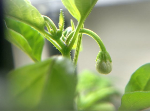 Čo robiť, ak sadenice rozkvitli pred výsadbou. Hlavnou vecou je nepanikáriť: agronóm dal dôležité rady